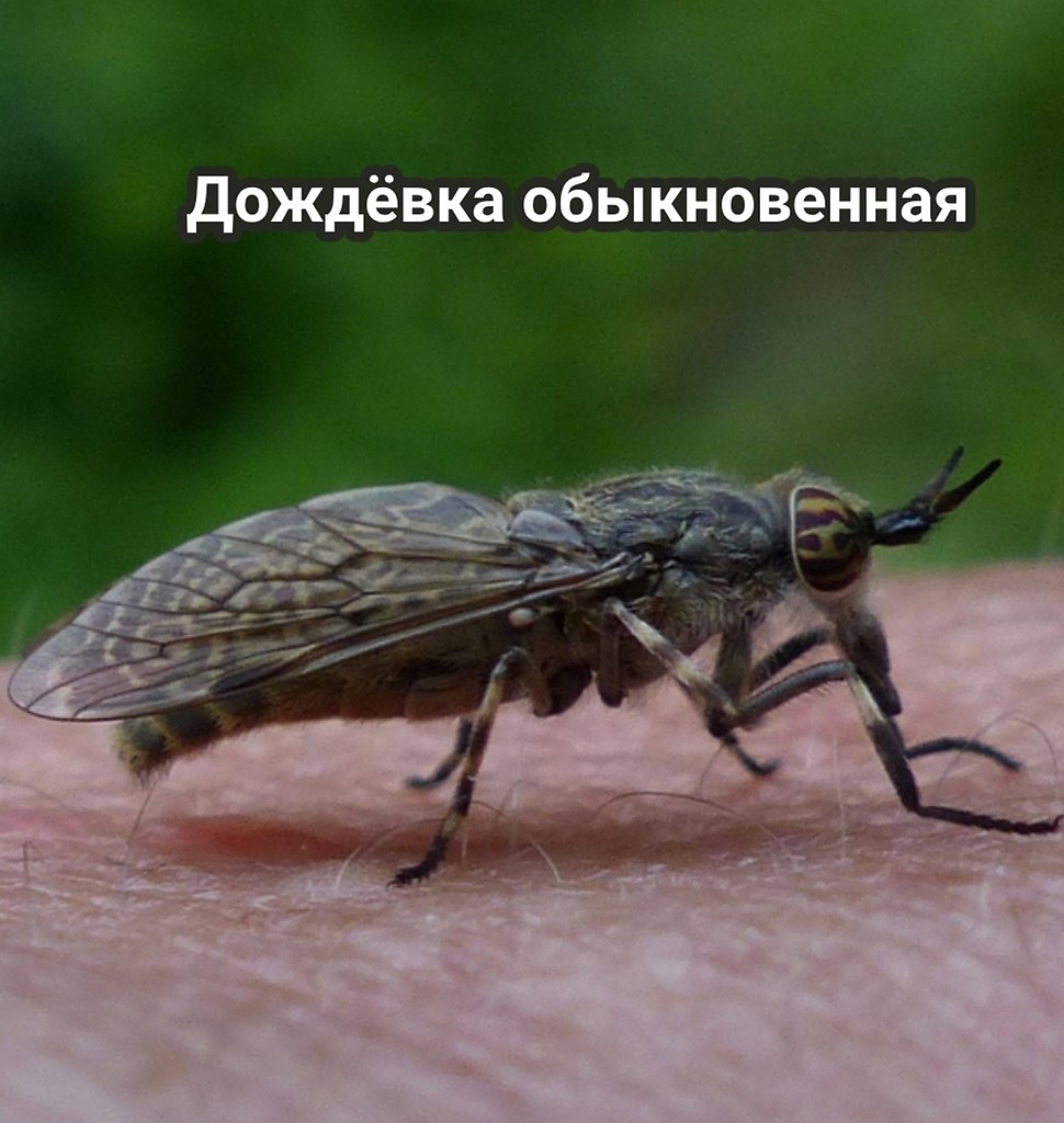         ,      .  ... - 5