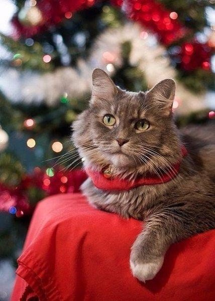 Скоро в доме запах ели, мандаринки на столе и, надеюсь, под метели будем резать оливье… А Евгений ...
