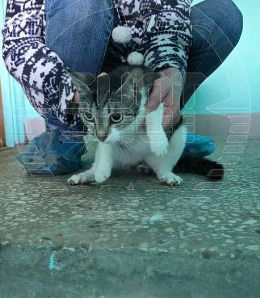 На севере Москвы в одной квартире в невыносимых условиях проживает 80 кошек. Соседи владелицы ... - 2