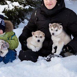 �����, ������ �����, 36 ���