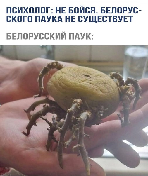 �����apa����