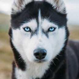 �������, ������, 36 ���