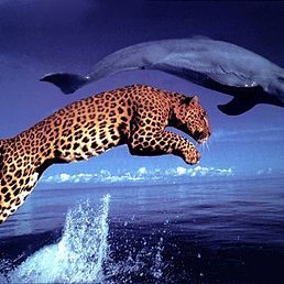 �������, ����������, 66 ���