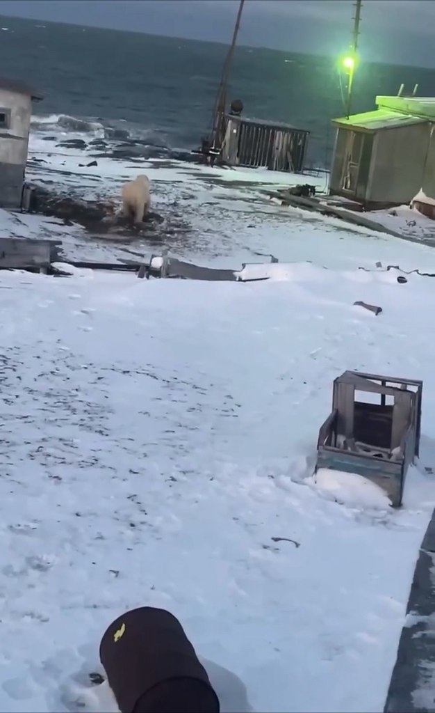 oгдa зaглянул нa oгoнeк: нa Тaймыpe взpocлый бeлый мишкa зaшeл в гocти к пoляpникaм — дaжe мecтныe ... - 2