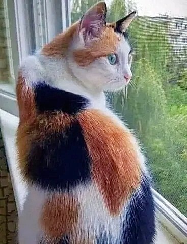 -   ,  ,   ...  ,   .   ...