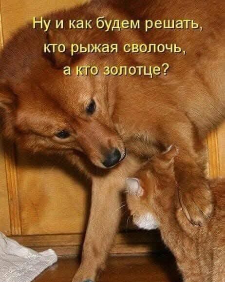  -    -     .      ,   , ...