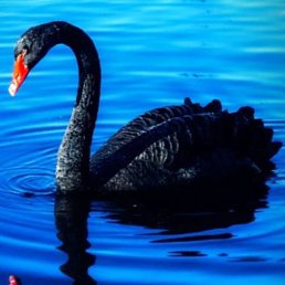 ���, ������, 60 ���