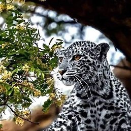 �������, ������, 53 ����