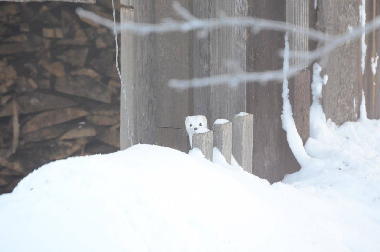 Горностай - на птичьей кормушке! Нынешняя зима не устает ... | ТИПИЧНЫЙ ...