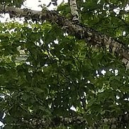 ����, 46 ���, ���������