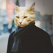 �������, 44 ����, �����