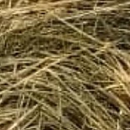 �����, ����-���������, 37 ���