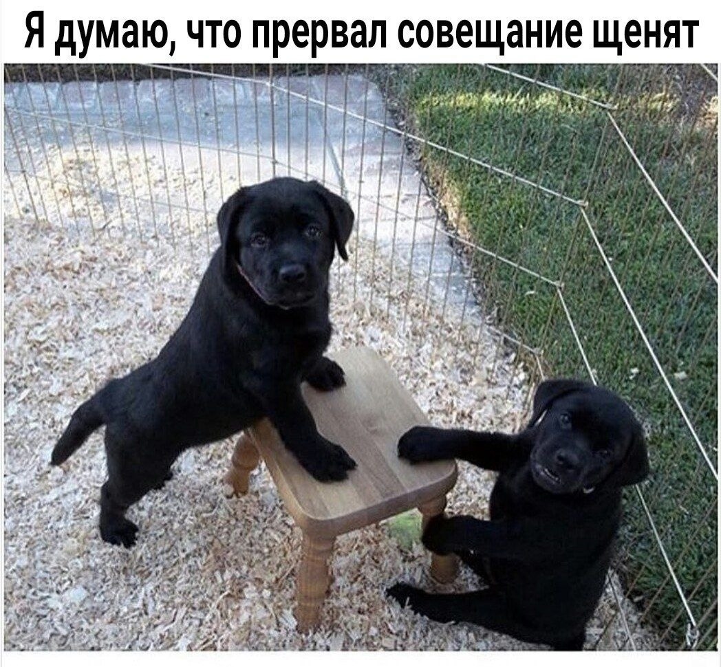 ����� ���������� ���������