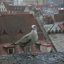 ���� ���������, �������, 65 ��� - ��������� 15 ������ 2025 � ������ ���� ����������