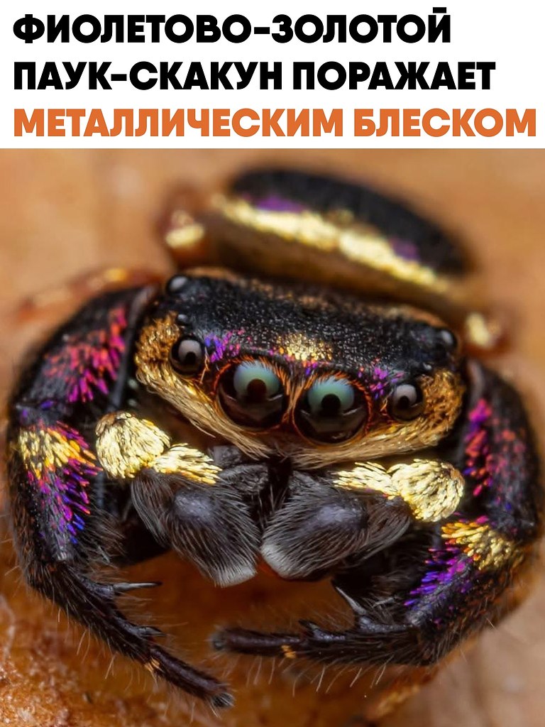 ���������-������� ����-������, ��� Irura bidenticulata, � ��������� ���� � ������������ ...