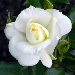 �����, �������, 70 ���