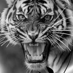 �������, ������, 39 ���