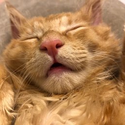 �����, ��������, 19 ���