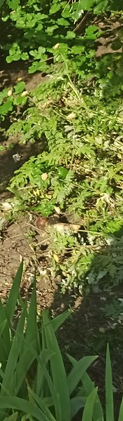 ������, 48 ���, ����