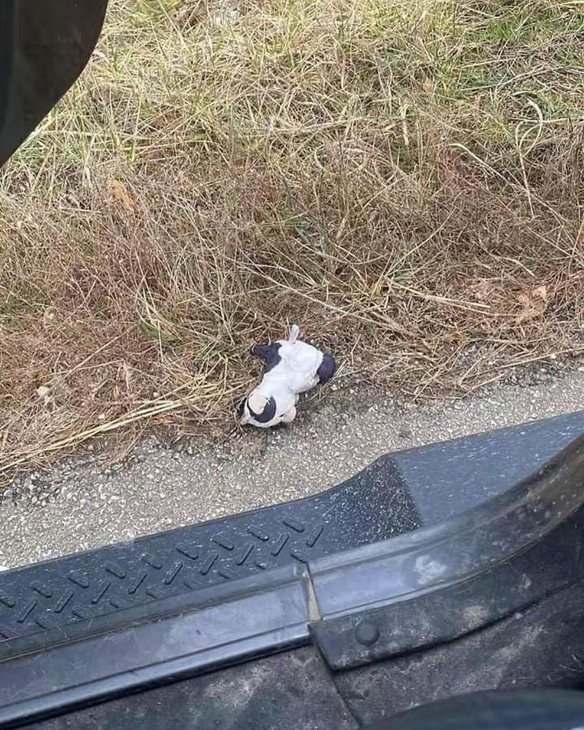 Эта история со счастливым концом - специально для вас