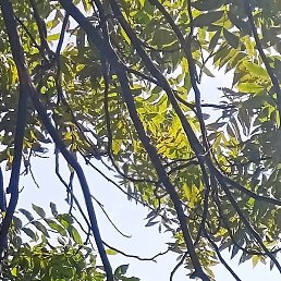 �������, ��������, 32 ����