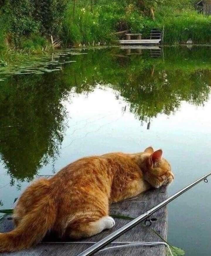    ! ))