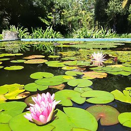 �����, ��������, 43 ����