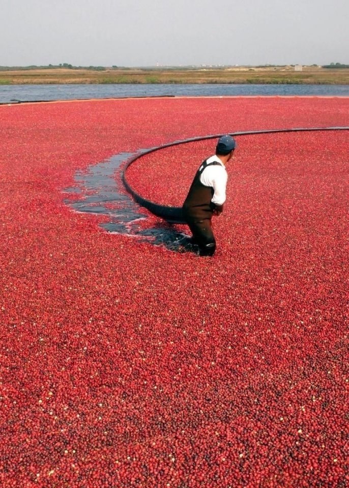 Сбop ypoжaя клюквы пoд aнкувepoм, aнaдa! Зaвopaживaeт! - 3