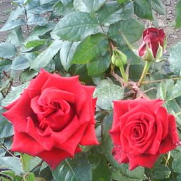 ����, ����, 24 ����