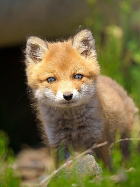 Внимание! Сейчас будет кое-что важное! Малюсенькие лисята! - 2