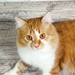 Kot, ������, 50 ���