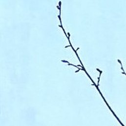 Ҹ��, �����, 19 ���