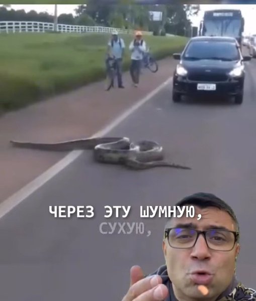 Анаконда приостановила движение машин на трассе!