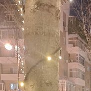 ������, 36 ���, ������