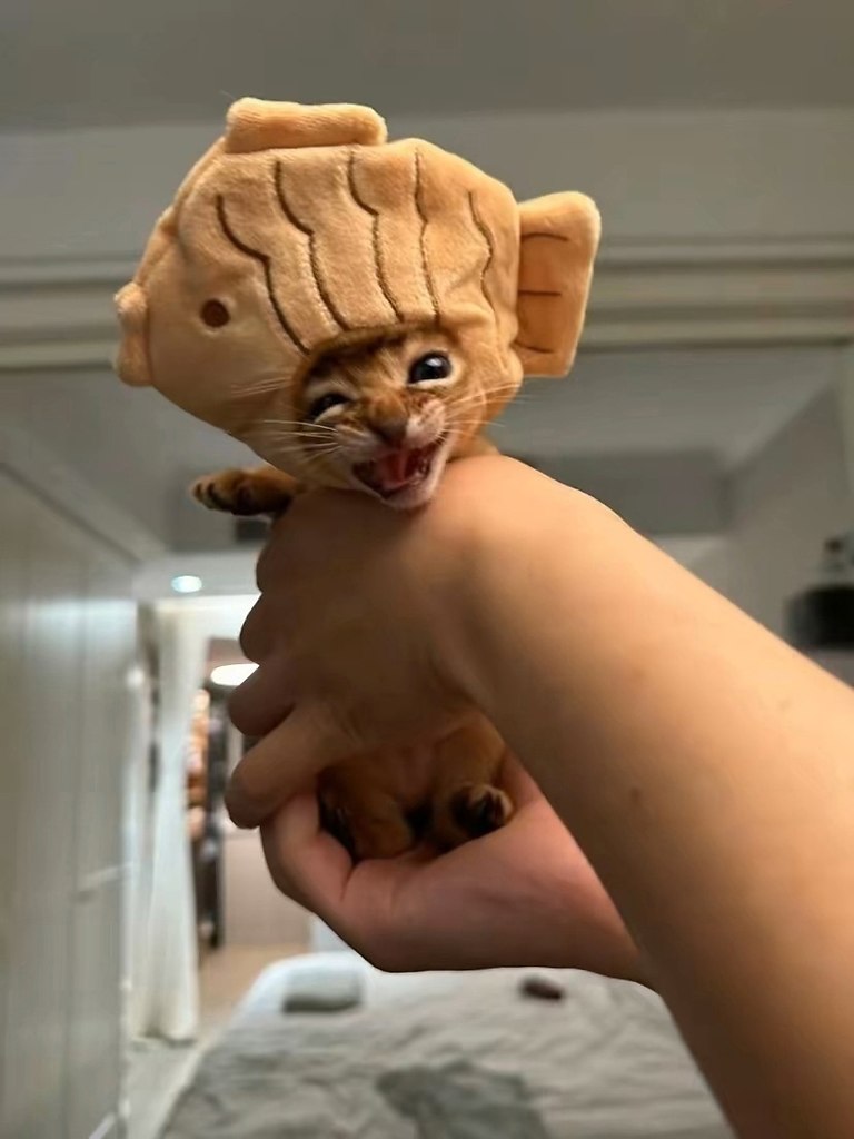   ,    