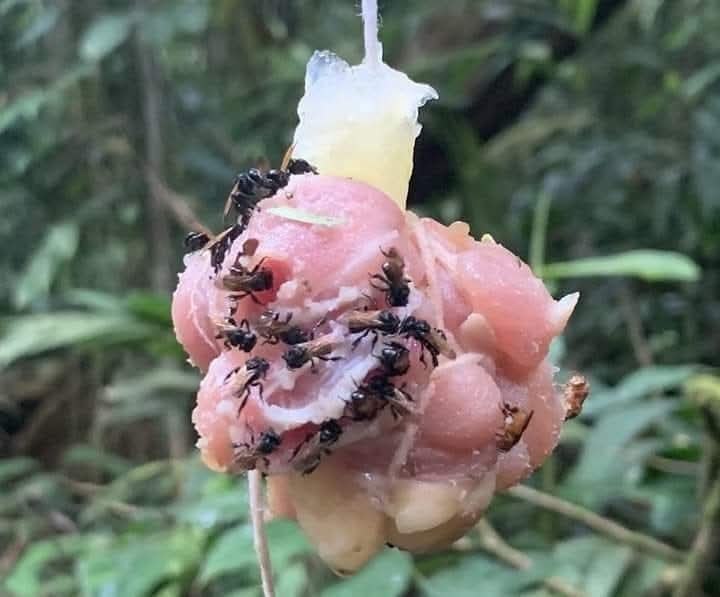 :) В Южной Америке обнаружили пчел-мясоедов. Они делают мед из мертвой плоти ! Любите природу, она ...