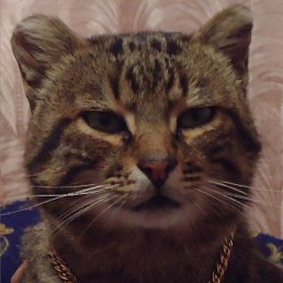 ����, ������ ��������, 27 ���