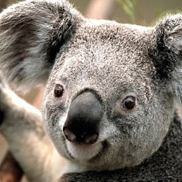 �����, �����-���������, 36 ���