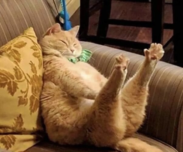 Котик, надо отметить, был особенный. Привезли его к нам в коробке. Глянули на него и замерли, до ...