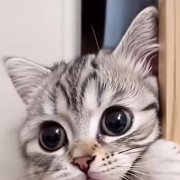 �����, ��������, 66 ���