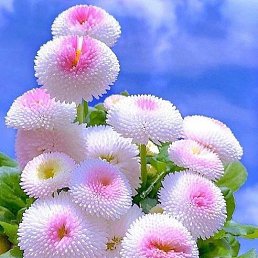 ���� ����, �����������, 64 ���� - ��������� 27 ������� 2024