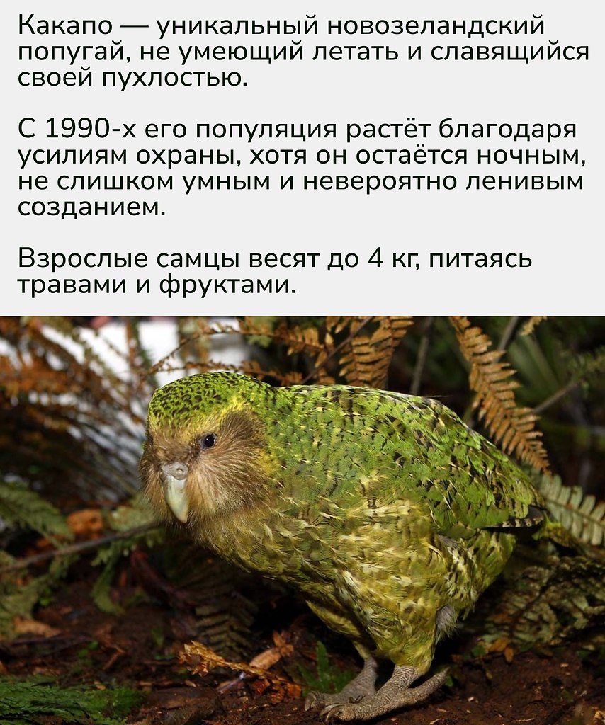 Какапо — идеальный тотем для тех, кто любит поспать и избегать усилий. Новый герой ленивцев, летать ... - 2