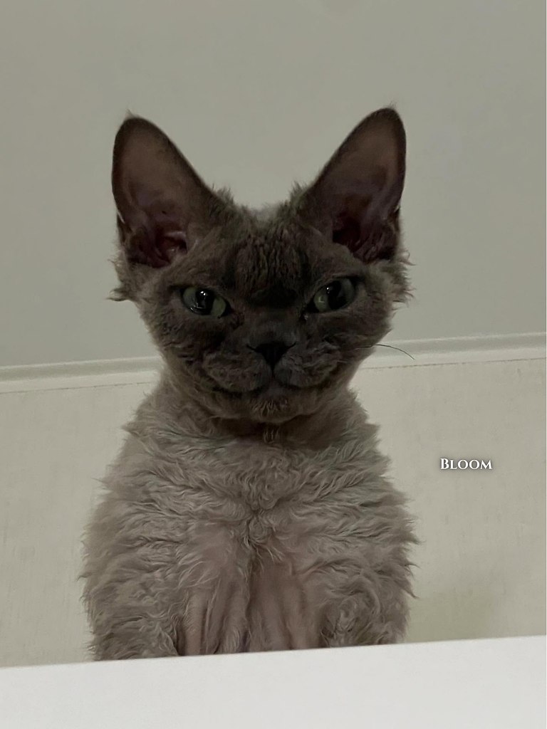  eea, o o o o ae o-o poe aa o aoea pa, oo o ocoo ... - 2