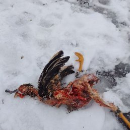 ����, ������, 36 ���