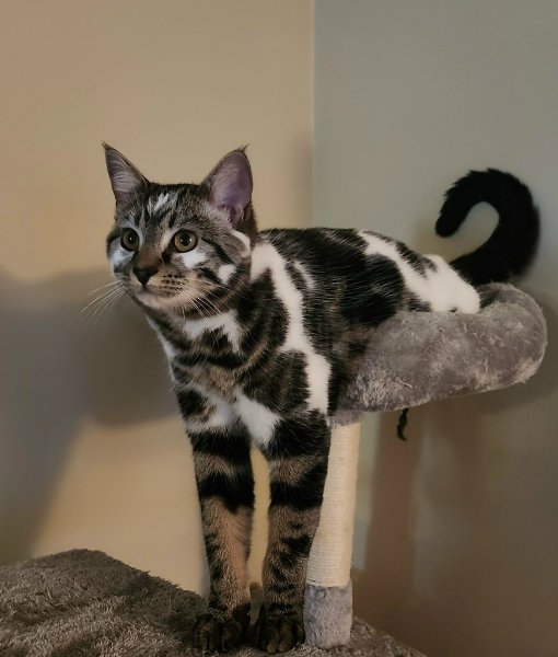 � ������ �������� ���� �������.����� �������� ���� - 4