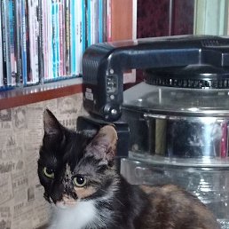 ������, �����-���������, 52 ����