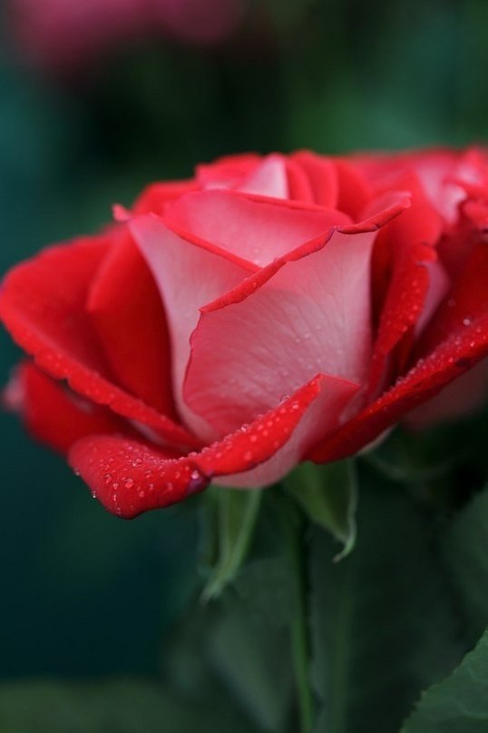 Стихи и цитаты - 25 сентября 2025 в 04:19 - 6