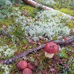 ���� �����, �����-���������, 52 ���� - ��������� 13 ������ 2026