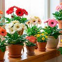 ���� ��������, �����, 60 ��� - ��������� 24 ������ 2026 � ������ ������ ��������