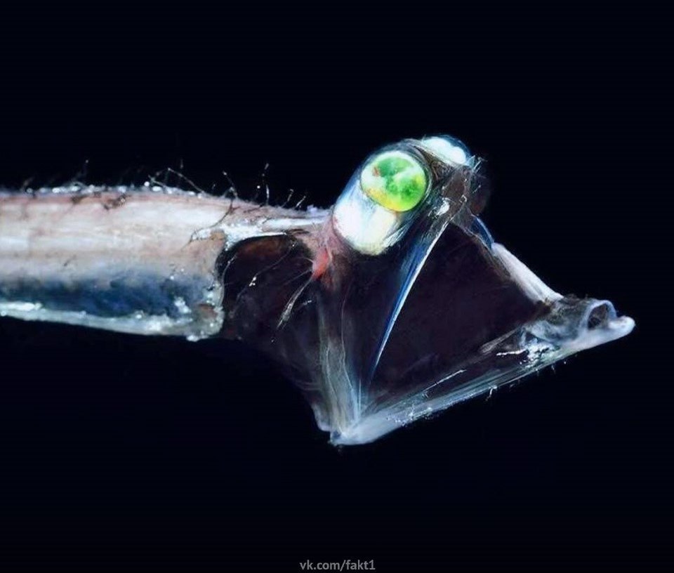 aoc, yoooa pa cca Giganturida. E oo cpe  xoox, o ... - 3